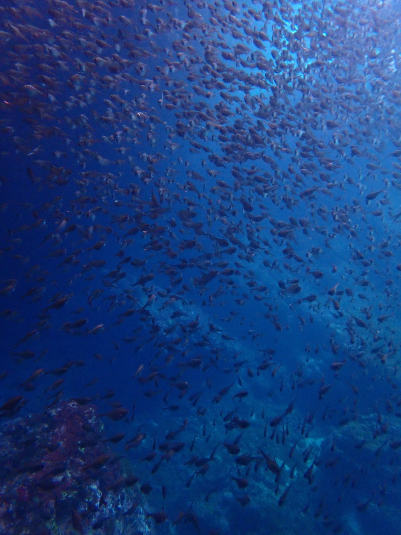 Blue Cave Fish